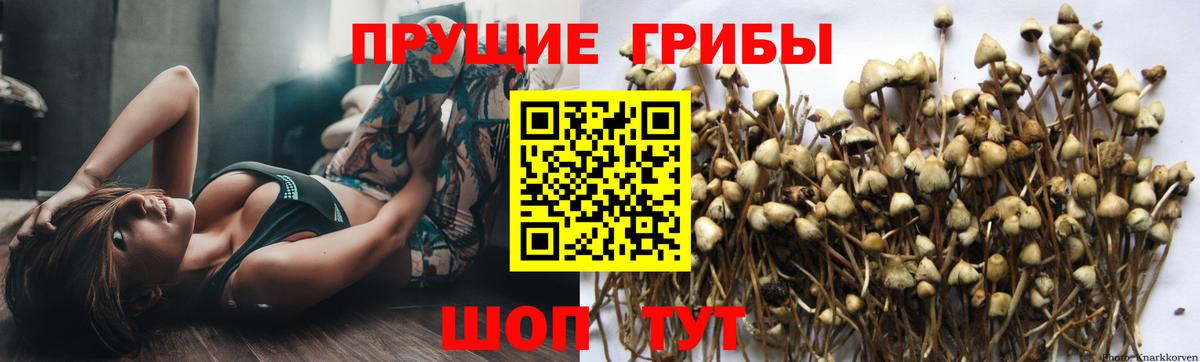 Псилоцибиновые грибы Psilocybine cubensis Миасс